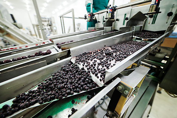 포토 JPG 해외이미지 공장 사람없음 냉동 기계 제조 산딸기 분류 식품공장 냉동식품 해외포토 음식 과일 공업 파일형식 이미지허브