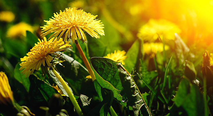 포토 JPG 해외이미지 주간 자연 사람없음 야외 아웃포커스 햇빛 민들레 해외포토 자연요소 꽃 촬영기법 태양 생태계 파일형식 이미지허브
