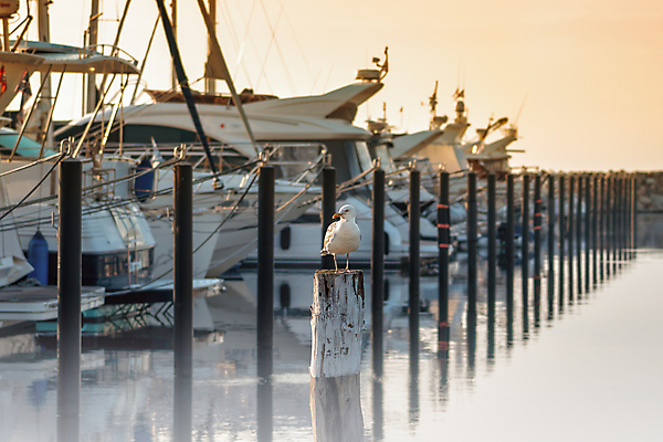 포토 JPG 해외이미지 실루엣 호수 밧줄 바다 여행 요트 건축양식 자연 조류 하늘 휴가 항해 사람없음 건물 물 파란색 태양 일출 항구 일몰 새벽 흰색 도시 보트 고급 저녁 정박 함선 포트 폴란드 돛대 해외포토 자연요소 동물 건축물 건축 유럽 줄 컬러 컨셉 배_교통 교통시설 촬영기법 노을 야간 생태계 파일형식 이미지허브