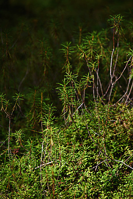 포토 JPG 해외이미지 나무 식물 계절 공원 호수 여행 백그라운드 잎 자연 이끼 풍경 사람없음 야외 목재 초록색 물 여름 뷰티 환경 봄 젖음 소나무 황무지 습지 숲 신비 유혹 블루베리 나무껍질 신성 북쪽 마법 전나무 내추럴 향나무 해외포토 자연요소 공공시설 컬러 컨셉 과일 재료 껍질 방향 생태계 파일형식 이미지허브