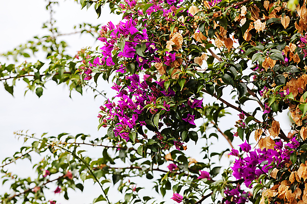 포토 JPG 해외이미지 나무 식물 디자인 계절 공원 꽃잎 꽃 벽 백그라운드 잎 꽃무늬 패턴 자연 추상 사람없음 야외 초록색 컬러풀 뷰티 환경 봄 흰색 시골 신선 닫기 다발 지중해 그리스 묘사 질감 조경 쇼 내추럴 정중 해외포토 공공시설 유럽 바다 컬러 컨셉 무늬 모션 생태계 파일형식 이미지허브