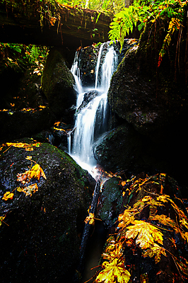포토 JPG 해외이미지 나무 계절 공원 여행 백그라운드 단풍 잎 모션 자연 산 이끼 사람없음 야외 물 강 컬러풀 뷰티 노란색 미국 놀람 폭포 젖음 흐름 흰색 액체 개울 재산 숲 속도 만족 캘리포니아 암초 내추럴 인기 해외포토 자연요소 식물 공공시설 감정 컬러 컨셉 북아메리카 표정 금융 생태계 파일형식 이미지허브
