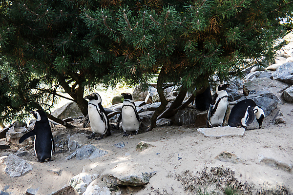 포토 JPG 해외이미지 모래 자연 사람없음 야외 검은색 흰색 깃털 부리 암초 해외포토 컬러 생태계 파일형식 이미지허브