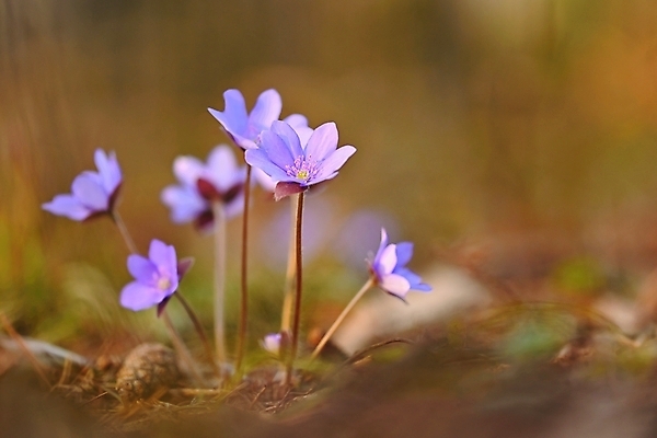 포토 JPG 해외이미지 식물 계절 꽃잎 꽃 백그라운드 잎 꽃무늬 자연 사람없음 야외 초록색 파란색 컬러풀 뷰티 정원 보라색 봄 들꽃 벚꽃 신선 개화 숲 제비꽃 내추럴 노루귀 아네모네 해외포토 컬러 무늬 생태계 파일형식 이미지허브