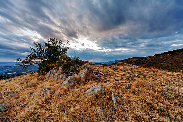 포토 JPG 해외이미지 나무 계절 공원 여행 오렌지 자연 하늘 산 사람없음 야외 초록색 파란색 빛 햇빛 태양 노란색 우주 환경 황금 숲 언덕 내추럴 세르비아 전국 해외포토 자연요소 식물 공공시설 컬러 과일 생태계 파일형식 이미지허브