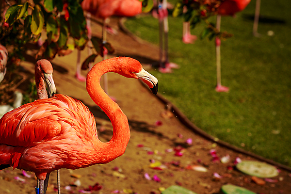 포토 JPG 해외이미지 동물 북아메리카 조류 사람없음 야외 가로 컬러풀 미국 닫기 플라밍고 캘리포니아 해외포토 컬러 모션 아메리카 파일형식 이미지허브