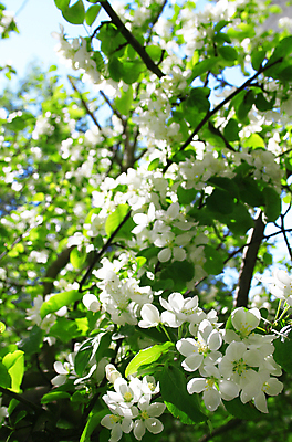 포토 JPG 해외이미지 나무 식물 계절 꽃잎 꽃 백그라운드 잎 꽃무늬 패턴 농업 과일 자연 하늘 사람없음 야외 초록색 여름 파란색 뷰티 농장 정원 맑음 봄 활발 젖음 성장 벚꽃 흰색 나뭇가지 꽃술 신선 개화 사과 과수원 원예 아로마 내추럴 해외포토 산업 컬러 컨셉 무늬 날씨 취미 생태계 파일형식 이미지허브