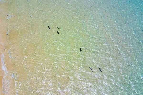포토 JPG 해외이미지 공원 꽃 실루엣 바다 백그라운드 곰 하늘 표면 휴가 어류 사람없음 물 파란색 맑음 검은색 수중 회색 만 호랑이 서핑 산호 호주 공작 다이빙 황소 상어 암초 스펀지 대패 드론 땅바닥 안전요원 해외포토 자연요소 식물 동물 공공시설 컬러 포유류 조류 날씨 바닥 촬영기법 수영 수중동물 수상스포츠 소 오세아니아 자포동물 수중스포츠 파일형식 이미지허브