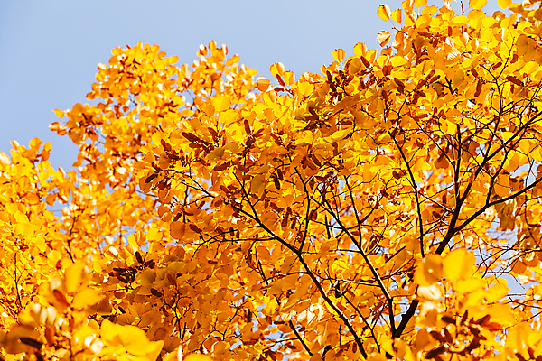포토 JPG 해외이미지 주간 백그라운드 자연 풍경 사람없음 야외 노란색 가을풍경 가을 은행잎 은행나무 해외포토 자연요소 나무 계절 컬러 잎 생태계 파일형식 가을_계절 이미지허브