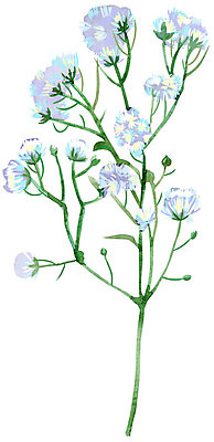 포토 JPG 해외이미지 식물 손 디자인 꽃잎 꽃 줄기 꽃다발 잎 꽃무늬 일러스트 자연 친절 수채화 사람없음 초록색 여름 정원 봄 낭만 수확 벚꽃 흰색 나뭇가지 축하 신용카드 개화 작음 심볼 그림 아치 초대 브라질 내추럴 고립 이국적 파스텔톤 스타일 해외일러스트 나무 계절 컬러 컨셉 무늬 농업 신체부위 금융 남아메리카 크기 생태계 파일형식 이미지허브