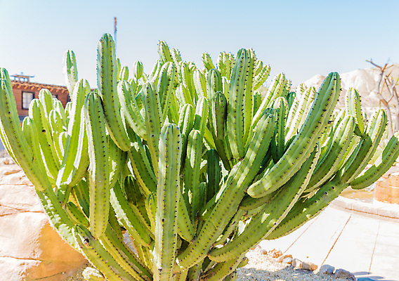 포토 JPG 해외이미지 식물 디자인 꽃 모래 분홍색 백그라운드 패턴 밭 자연 탁자 멕시코 선인장 건조 통 사람없음 장식 초록색 정원 사막 원형 가시 황금 정상 날카로움 애리조나 내추럴 알로에 해외포토 도형 컬러 가구 북아메리카 무늬 농업 미국 생태계 파일형식 이미지허브