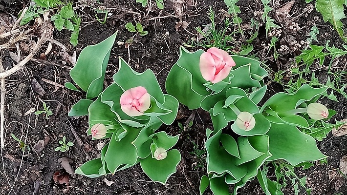 포토 JPG 해외이미지 식물 계절 공원 꽃잎 꽃 백그라운드 잎 꽃무늬 봄꽃 자연 사랑 사람없음 야외 세로 초록색 빛 컬러풀 뷰티 정원 흙 봄 낭만 튤립 성장 신선 원예 내추럴 해외포토 공공시설 감정 컬러 컨셉 무늬 취미 생태계 파일형식 이미지허브