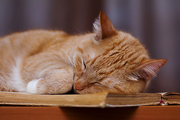 포토 JPG 해외이미지 동물 디자인 응시 오렌지 가족 발 자연 탁자 친절 표정 사람없음 책 빨간색 반려동물 고양이 잠 달콤 소프트포커스 청소 집중 콧수염 만족 코 매움 꼬리 귀 꿀 생강 양모 기르기 돌봄 발톱 해외포토 시선 감정 컬러 가구 컨셉 채소 과일 포유류 관계 모션 수염 촬영기법 신체부위 직물 맛 생태계 파일형식 이미지허브