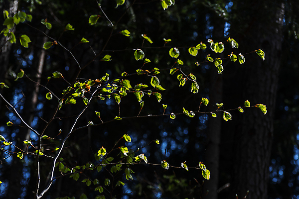 포토 JPG 해외이미지 나무 식물 손 꽃 지구 어린이 백그라운드 잎 꽃무늬 농업 자연 새로움 선물 씨앗 사람 사람없음 초록색 여름 컬러풀 뷰티 새싹 환경 정원 봄 성장 보호 보석 원예 먼지 돌봄 땅바닥 모종 생태학 처음 해외포토 계절 교육 산업 컬러 컨셉 무늬 모션 바닥 취미 신체부위 광석 생태계 파일형식 이미지허브