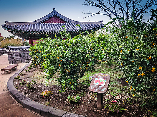 포토 JPG 해외이미지 나무 식물 음식 섬 여행 장갑 백그라운드 잎 농업 오렌지 과일 자연 하늘 귤 한국 건강 사람없음 초록색 농장 노란색 정원 주스 성장 나뭇가지 신선 원형 그룹 달콤 맛 큼 척추 상쾌 유기농 비타민 남쪽 내추럴 숙성 맛있는 해외포토 도형 웰빙 잡화 감정 산업 아시아 음료 컬러 컨셉 뼈 크기 방향 생태계 영양소 파일형식 이미지허브