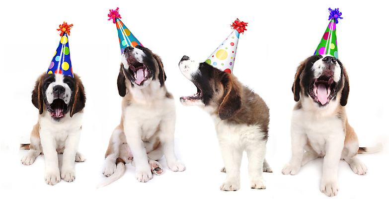 포토 JPG 해외이미지 동물 모자 행복 새끼 노래 포유류 사람없음 반려동물 흰색 축하 생일 유머 성자 개 달콤 강아지 송곳니 고립 기르기 바보 복종 유래 해외포토 잡화 기념일 감정 종교 음악 컬러 컨셉 맛 치아 돌봄 파일형식 모션 문화예술 이벤트 소화기관 장기 신체 이미지허브