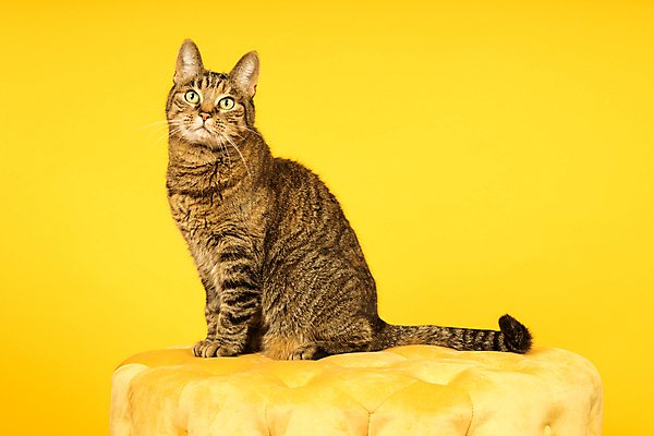 포토 JPG 해외이미지 스튜디오촬영 동물 백그라운드 장난 텍스트 포유류 수염 털 사람없음 반려동물 갈색 노란색 고양이 줄무늬 공백 회색 만지기 꼬리 귀 얼룩무늬 솜털 경보 고립 주목 카피스페이스 해외포토 컬러 무늬 모션 실내 신체부위 파일형식 이미지허브