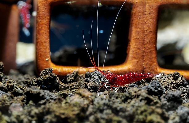 포토 JPG 해외이미지 식물 동물 아시아 자연 새우 갑각류 이끼 취미 사람없음 장식 빨간색 초록색 물 수중 신선 투명 해조류 작음 생물학 탱크 수족관 동물상 민물 열대기후 해외포토 자연요소 교육 나라 컬러 조형물 해양식물 크기 생태계 파일형식 이미지허브