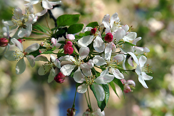 포토 JPG 해외이미지 나무 식물 계절 꽃 분홍색 과일 자연 휴식 부활절 사람없음 장식 햇빛 뷰티 장미 정원 보라색 봄 펼침 성장 벚꽃 흰색 나뭇가지 신선 개화 작음 순수 명상 속도 시작 부드러움 천국 처음 많음 해외포토 기념일 컬러 컨셉 모션 태양 감각 크기 생태계 파일형식 이미지허브