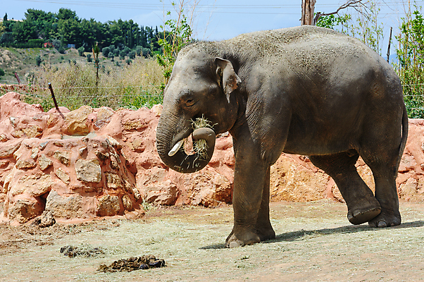 포토 JPG 해외이미지 나무 동물 1 공원 야생동물 포유류 자연 코끼리 동물원 손바닥 동양인 초원 성인 사람없음 야외 초록색 야자수 걷기 힘 황무지 큼 인도인 먹기 피부 싱글 남쪽 해외포토 외국인 식물 손 공공시설 컬러 모션 사람 인종 신체부위 크기 방향 생태계 파일형식 이미지허브