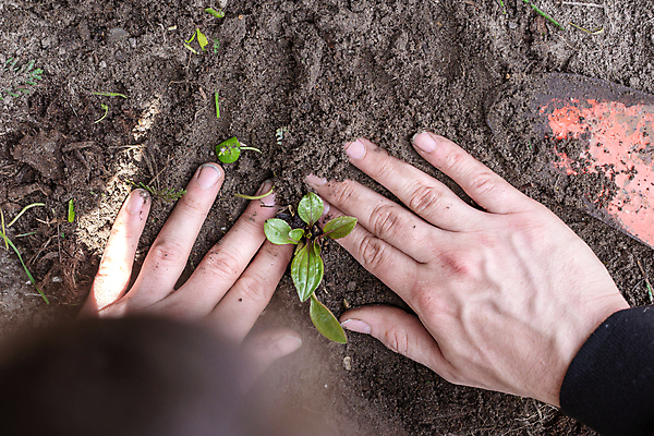 포토 JPG 해외이미지 나무 식물 손 꽃 지구 음식 백그라운드 컨셉 잎 농업 과일 비즈니스 가족 자연 새로움 사랑 씨앗 사람 취미 사람없음 초록색 물 여름 태양 새싹 환경 정원 흙 봄 수확 성장 아기 신선 보호 작음 원예 먼지 돌봄 땅바닥 묘목 생태학 해외포토 자연요소 계절 교육 감정 산업 컬러 관계 모션 바닥 신체부위 크기 생태계 파일형식 이미지허브