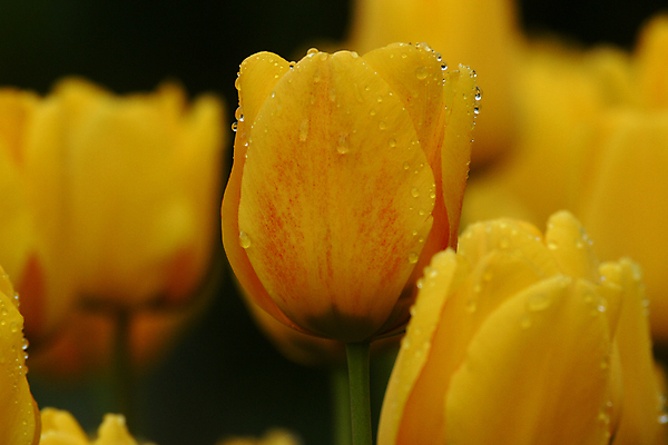 포토 JPG 해외이미지 식물 꽃잎 꽃 분홍색 꽃다발 백그라운드 잎 자연 사랑 사람없음 초록색 뷰티 농장 노란색 귀여움 봄 튤립 벚꽃 최고 우아함 다발 만족 보따리 우수 영광군 해외포토 계절 감정 컬러 컨셉 농업 전라남도 절기 생태계 파일형식 이미지허브