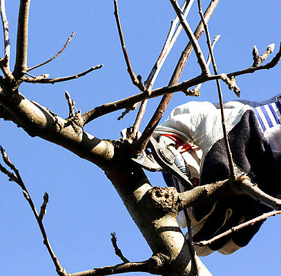 포토 JPG 해외이미지 식물 직업 손 장갑 농업 노동자 사람없음 가로 초록색 금속 정원 가을 나뭇가지 잡기 칼날 닫기 사과 과수원 자르기 원예 밭일 원예사 커터 해외포토 나무 잡화 계절 산업 컬러 과일 모션 재질 취미 신체부위 파일형식 이미지허브