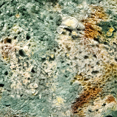 포토 JPG 해외이미지 식물 음식 백그라운드 추상 건강 사람없음 초록색 파란색 버섯 펼침 성장 원형 질병 피부 유기농 생물학 감염 미생물 알레르기 곰팡이 썩음 이스트 해로움 카피스페이스 해외포토 도형 웰빙 교육 컬러 컨셉 무늬 의학 모션 생물 신체부위 공백 파일형식 이미지허브