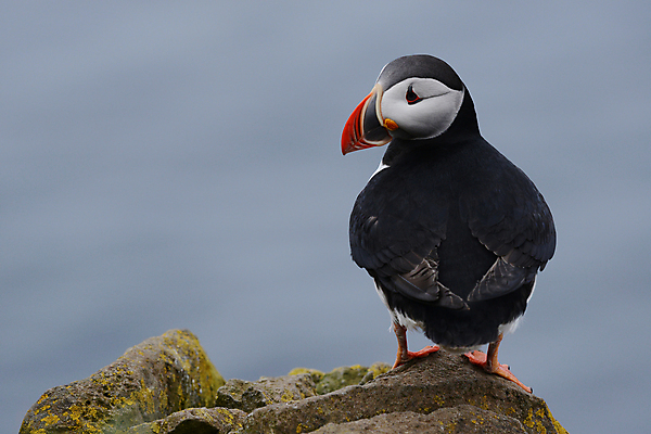 포토 JPG 해외이미지 주간 한마리 조류 사람없음 야외 돌_바위 퍼핀 해외포토 자연요소 동물 1 파일형식 이미지허브