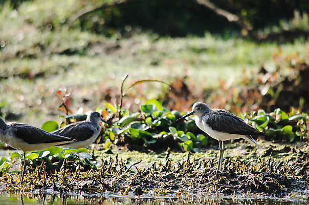 포토 JPG 해외이미지 나무 동물 1 야생동물 백그라운드 잎 오렌지 자연 조류 종류 사람없음 야외 초록색 파란색 회색 흰색 나뭇가지 묘사 생물학 새장 서식지 생태학 해외포토 식물 교육 컬러 과일 생태계 케이지 파일형식 이미지허브