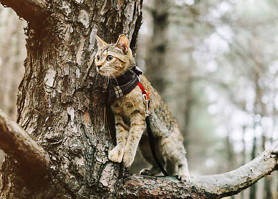 포토 JPG 해외이미지 나무 동물 1 여행 자연 사람없음 야외 목재 반려동물 걷기 고양이 숲 모험가 호기심 생강 반다나 해외포토 식물 감정 컨셉 채소 재료 포유류 모션 생태계 파일형식 헤어액세사리 이미지허브