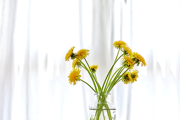 포토 JPG 해외이미지 유리병 실내 사람없음 꽃병 민들레 해외포토 꽃 병_용기 내부 파일형식 이미지허브