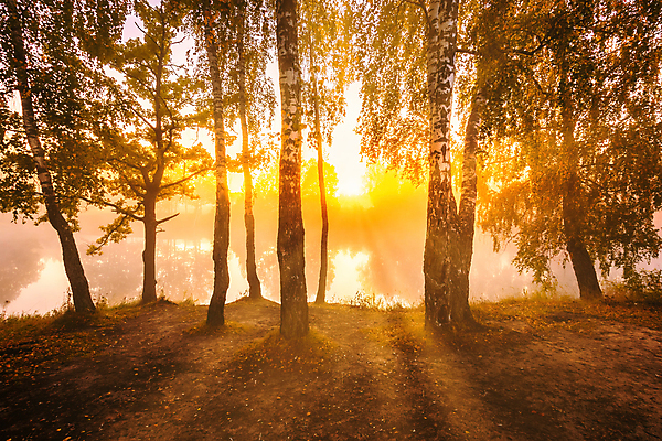 포토 JPG 해외이미지 나무 자연 사람없음 야외 강 햇빛 태양 일몰 숲속 숲 해외포토 자연요소 식물 노을 생태계 파일형식 이미지허브
