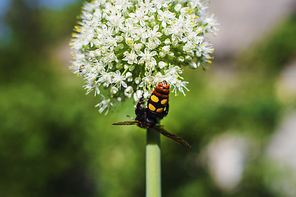 포토 JPG 해외이미지 동물 여자 꽃 야생동물 줄기 곤충 오렌지 자연 안테나 성인 사람없음 야외 가로 반려동물 컬러풀 뷰티 노란색 보라색 검은색 활발 침대 말벌 위험 큼 수분 먹기 싱글 육식동물 꽃가루 꿀 멸종위기동물 거인 매머드 해외포토 식물 컬러 가구 컨셉 과일 통신 모션 사람 벌_곤충 크기 가루 생태계 파일형식 멸종위기종 이미지허브