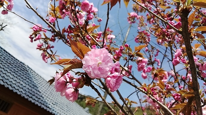 포토 JPG 해외이미지 식물 꽃 잎 꽃무늬 봄꽃 자연 사람없음 야외 빨간색 초록색 컬러풀 장미 보케 향 해외포토 컬러 무늬 봄 생태계 파일형식 이미지허브