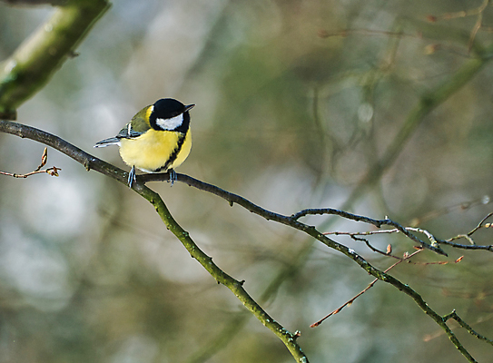 포토 JPG 해외이미지 나무 동물 1 유럽 야생동물 겨울 자연 조류 사람없음 야외 초록색 컬러풀 햇빛 노란색 맑음 검은색 숲 싱글 해외포토 식물 계절 나라 컬러 날씨 태양 생태계 파일형식 이미지허브