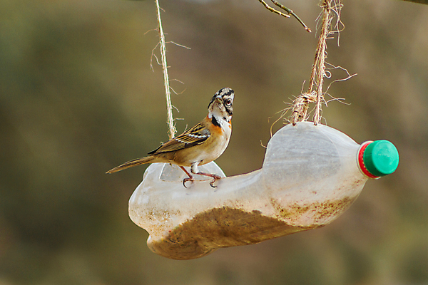 포토 JPG 해외이미지 음식 조류 아이디어 사람없음 봄 재활용 남아메리카 먹이 플라스틱 새장 생태학 작살 핸드메이드 해외포토 동물 계절 교육 컨셉 재질 아메리카 친환경 케이지 파일형식 이미지허브