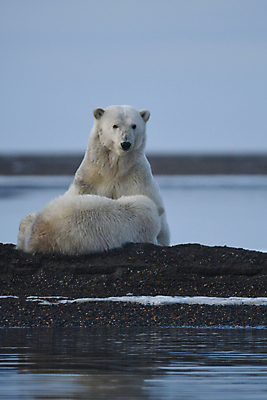포토 JPG 해외이미지 주간 야생동물 두마리 곰 사람없음 야외 아웃포커스 북극곰 백곰 해외포토 자연요소 동물 2 포유류 촬영기법 파일형식 이미지허브