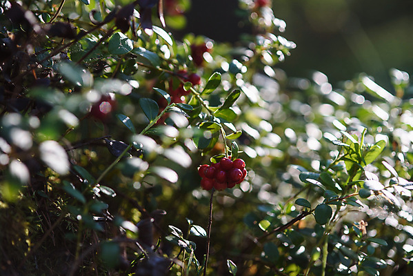 포토 JPG 해외이미지 식물 계절 열매 음식 잎 과일 자연 건강 사람없음 야외 빨간색 초록색 여름 정원 수확 신선 우아함 달콤 맛 숲 먹기 유기농 비타민 내추럴 삼림지대 숙성 시베리아 크랜베리 비건 맛있는 해외포토 웰빙 컬러 컨셉 농업 모션 생태계 영양소 채식주의자 파일형식 이미지허브