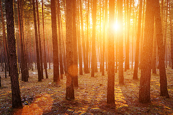 포토 JPG 해외이미지 나무 자연 사람없음 야외 햇빛 태양 일몰 숲속 숲 해외포토 자연요소 식물 노을 생태계 파일형식 이미지허브