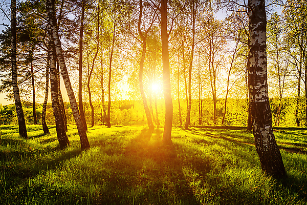 포토 JPG 해외이미지 나무 자연 사람없음 야외 햇빛 태양 일몰 숲속 숲 해외포토 자연요소 식물 노을 생태계 파일형식 이미지허브