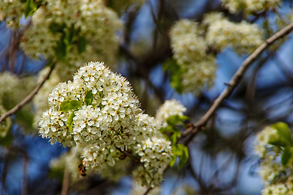 포토 JPG 해외이미지 식물 디자인 배너 계절 꽃잎 꽃 꽃다발 백그라운드 잎 꽃무늬 밭 자연 휴가 부활절 미술 초원 사람없음 야외 그래픽 장식 초록색 여름 컬러풀 뷰티 환경 정원 봄 수확 성장 벚꽃 나뭇가지 신선 신용카드 개화 그림 원예 내추럴 고립 엘리먼트 해외포토 나무 기념일 컬러 무늬 농업 문화예술 취미 금융 생태계 파일형식 이미지허브