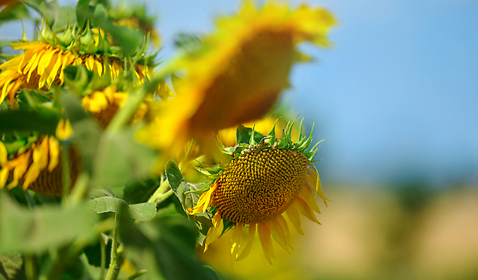 포토 JPG 해외이미지 주간 줄기 잎 꽃밭 해바라기 사람없음 야외 소프트포커스 해외포토 자연요소 식물 꽃 촬영기법 파일형식 이미지허브