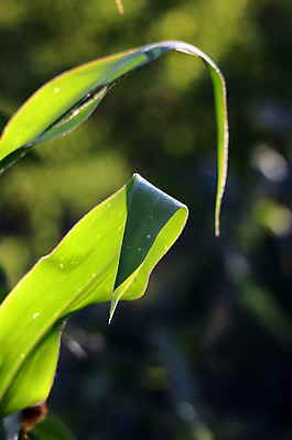 포토 JPG 해외이미지 식물 줄기 백그라운드 잎 밭 농업 자연 아침 건강 옥수수 사람없음 초록색 빛 농작물 농장 농경지 수확 성장 시골 신선 묘사 유기농 질감 건강식 정맥 강렬 해외포토 주간 웰빙 산업 음식 컬러 곡류 생태계 혈관 파일형식 이미지허브