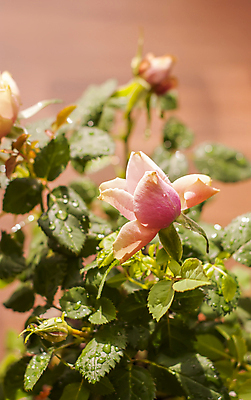 포토 JPG 해외이미지 식물 계절 꽃 꽃다발 잎 꽃무늬 탁자 주택 사람없음 내부 목재 장식 빛 햇빛 장미 상점 정원 꽃병 봄 낭만 수확 벚꽃 신선 개화 다발 꽃집 에코 복고 심플 제비 내추럴 옛날 정물화 파스텔톤 스타일 세련 해외포토 나무 컬러 가구 컨셉 무늬 농업 재료 조류 건물 태양 환경 그림 파일형식 이미지허브