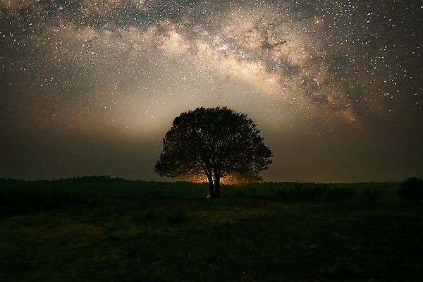 포토 JPG 해외이미지 나무 실루엣 별 밤하늘 한그루 사람없음 야외 분위기 야간 감성 몽환 해외포토 자연요소 식물 1 컨셉 하늘 촬영기법 파일형식 이미지허브