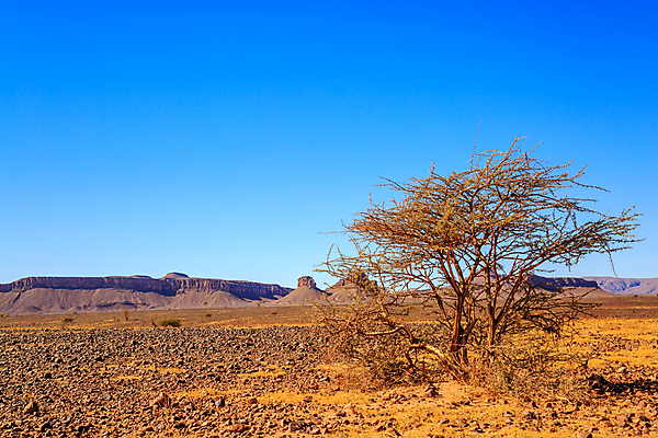 포토 JPG 해외이미지 나무 식물 구름 모래 여행 채소 오렌지 아프리카 자연 하늘 산 건조 파노라마 풍경 사람없음 물 여름 빛 모래사장 컬러풀 햇빛 태양 노란색 계곡 맑음 일몰 트래킹 사막 뜨거움 가시 땅 모래언덕 사파리 언덕 모로코 사하라 내추럴 아카시아 수평선 해외포토 자연요소 계절 나라 바다 컬러 과일 레저 날씨 촬영기법 노을 생태계 파일형식 이미지허브