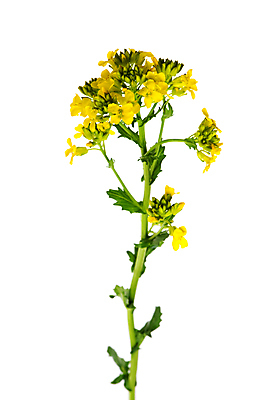 포토 JPG 해외이미지 식물 꽃 잎 꽃무늬 밭 건축양식 자연 건강 사람없음 야외 초록색 노란색 벚꽃 흰색 신선 묘사 고립 돌봄 해외포토 건축 컬러 무늬 농업 모션 생태계 파일형식 이미지허브