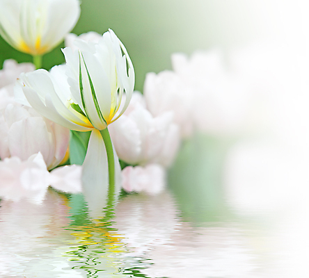 포토 JPG 해외이미지 식물 계절 꽃잎 꽃 줄기 꽃다발 결혼 백그라운드 잎 꽃무늬 밭 자연 엄마 휴가 부활절 발렌타인데이 선물 사랑 사람없음 야외 장식 초록색 여름 컬러풀 정원 봄 낭만 튤립 벚꽃 축하 인사 신선 생일 개화 5월 다발 배열 꽃집 네덜란드 엽서 내추럴 해외포토 기념일 감정 유럽 컬러 컨셉 무늬 농업 가족 데이이벤트 이벤트 상점 예절 날짜 편지 생태계 파일형식 이미지허브