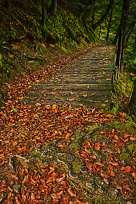 포토 JPG 해외이미지 나무 식물 유럽 호수 여행 잎 자연 휴가 휴식 파노라마 사람없음 야외 가로 세로 초록색 물 관광지 컬러풀 환경 산책로 가을 전원 농촌 연못 숲 오솔길 순수 크로아티아 랜드마크 명승지 해외포토 자연요소 계절 나라 길 컬러 컨셉 촬영기법 풍경 시골 전기에너지 생태계 파일형식 이미지허브